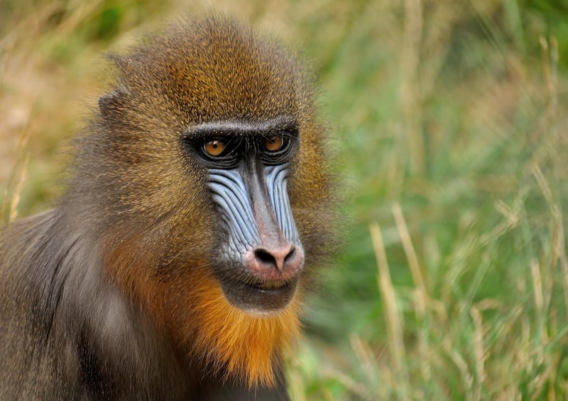动物猴子大自然兽猿特写自然界本性自然特性