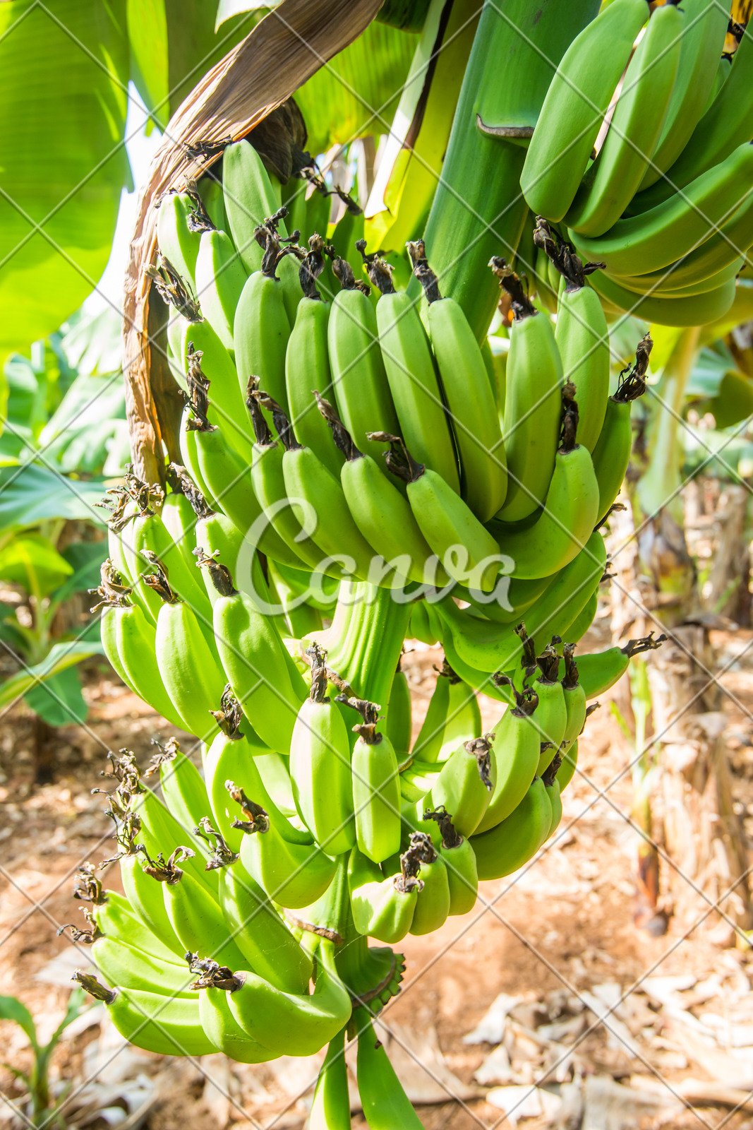 香蕉树是木本植物,香蕉是木本植物对吗,木本植物与草本植物(第9页)_大山谷图库