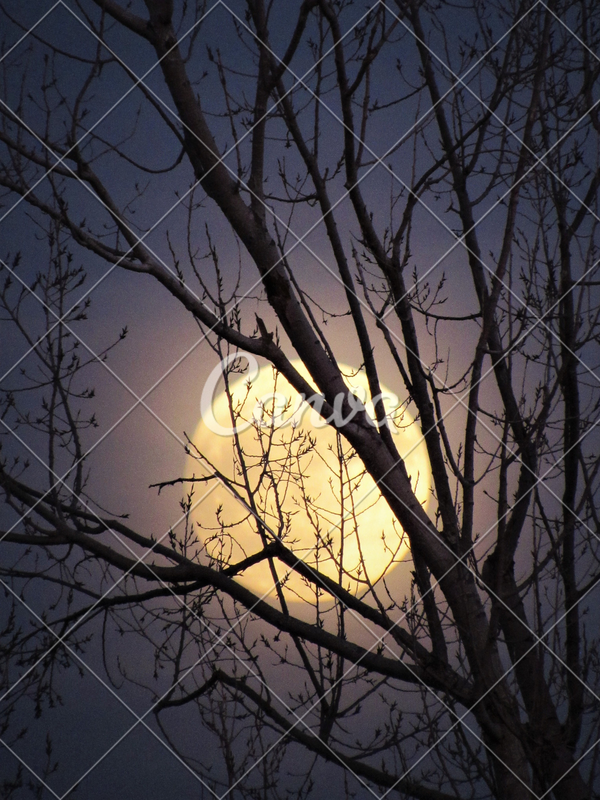 冬天月亮树满月上升美国反差摄影