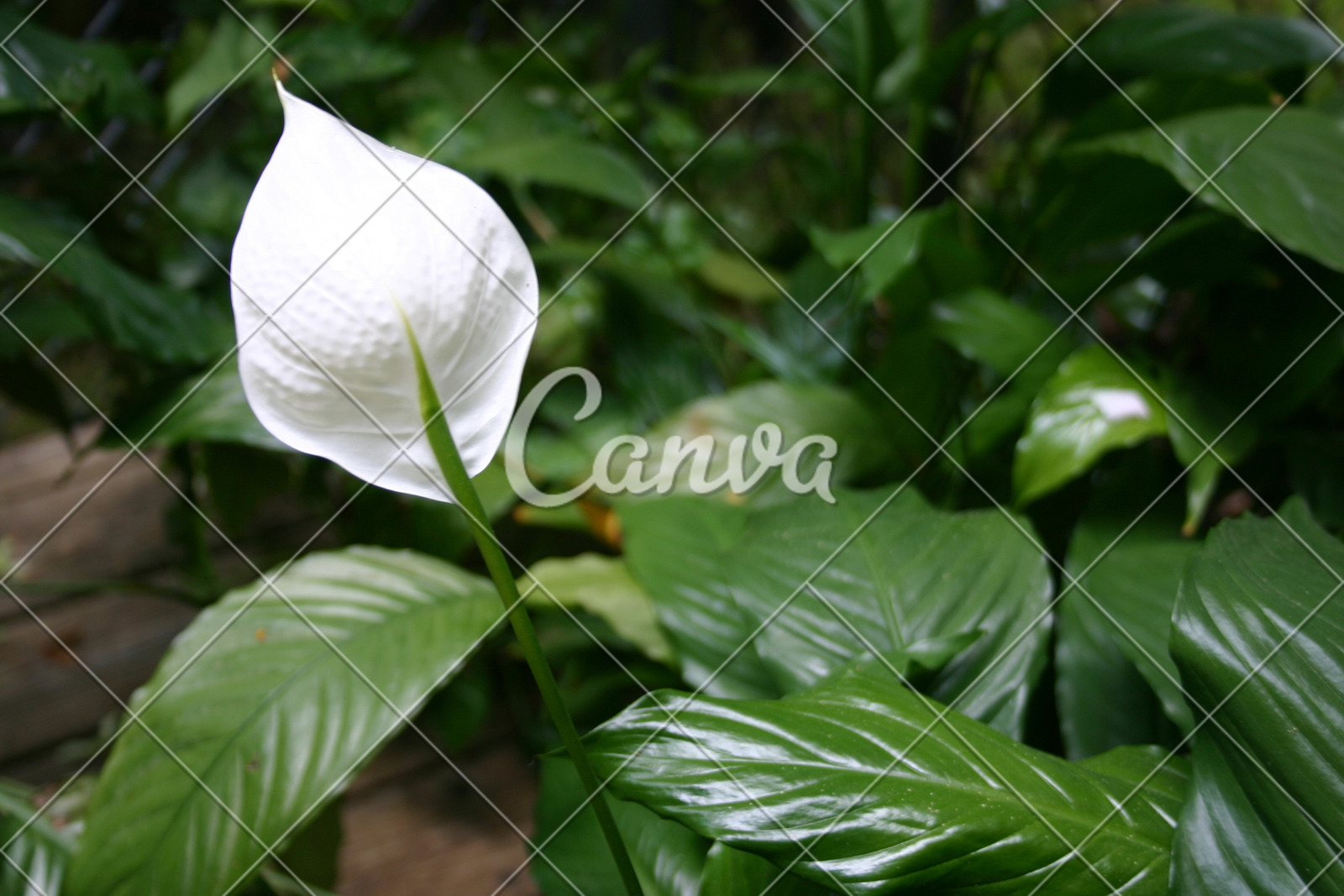 绿色植物白色花叶子特写枝繁叶茂美国摄影
