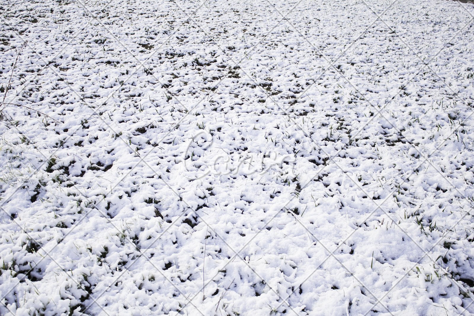 天氣聖誕節背景冬天植物戶外花葉子下雪雪圖片