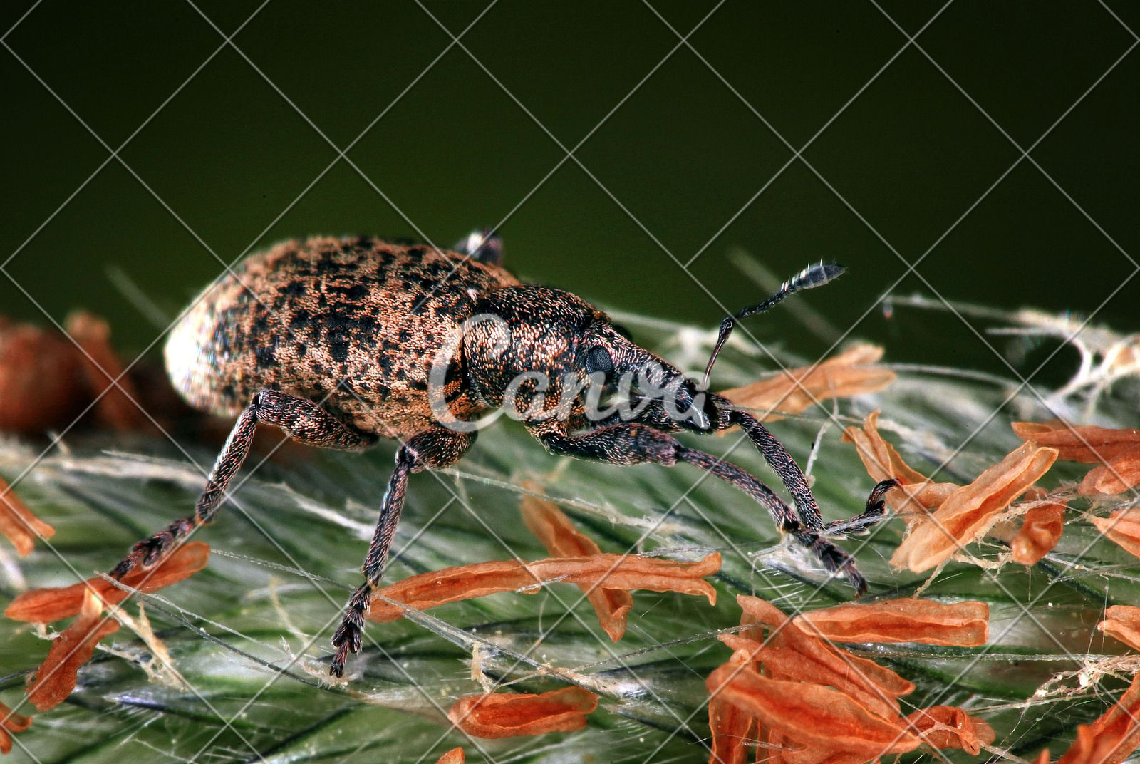 黄色动物黑色昆虫甲虫特写无脊椎动物害虫触角自然