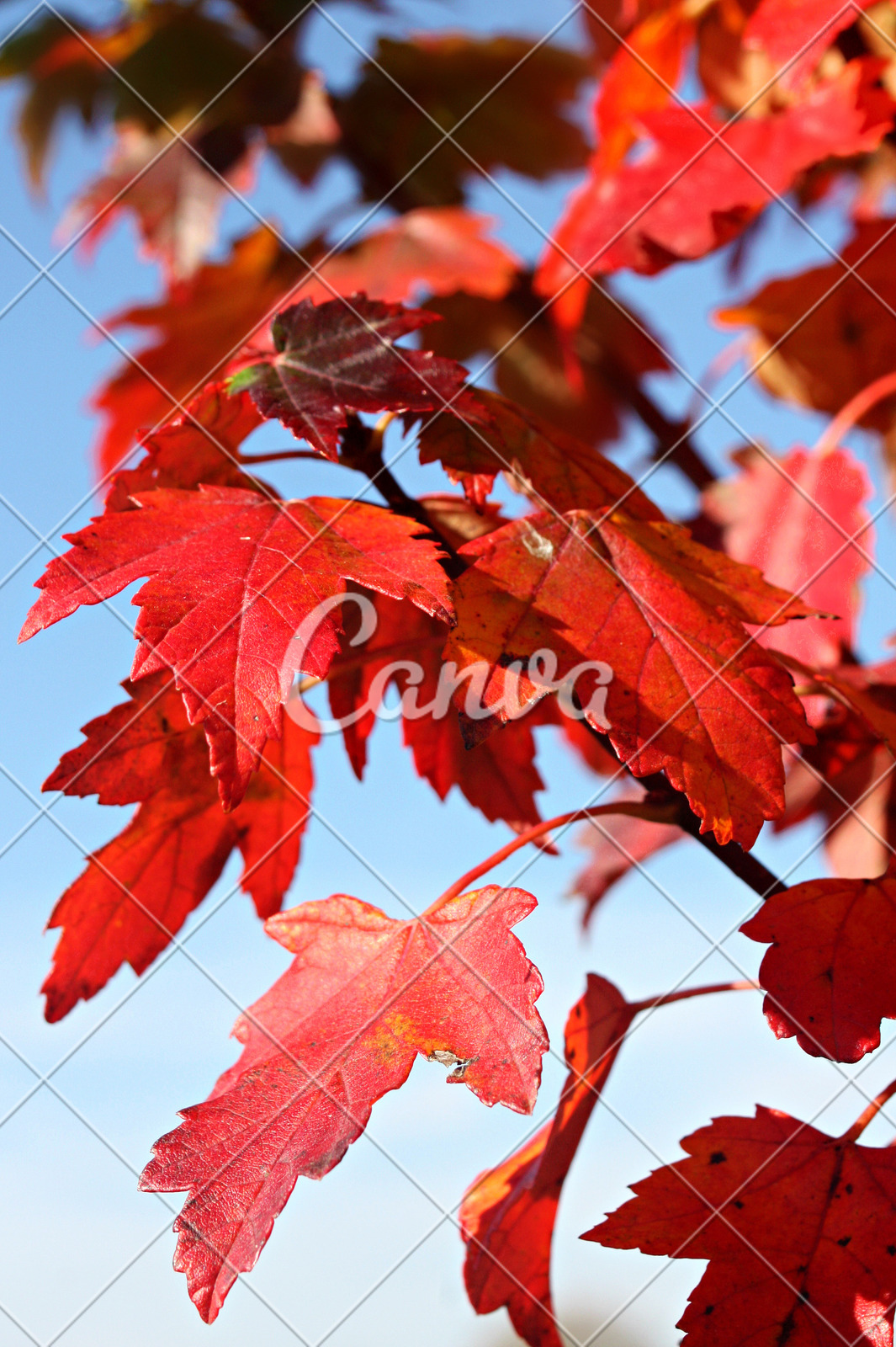 紅色天空植物藍色葉子秋天樹楓樹北美自然圖片