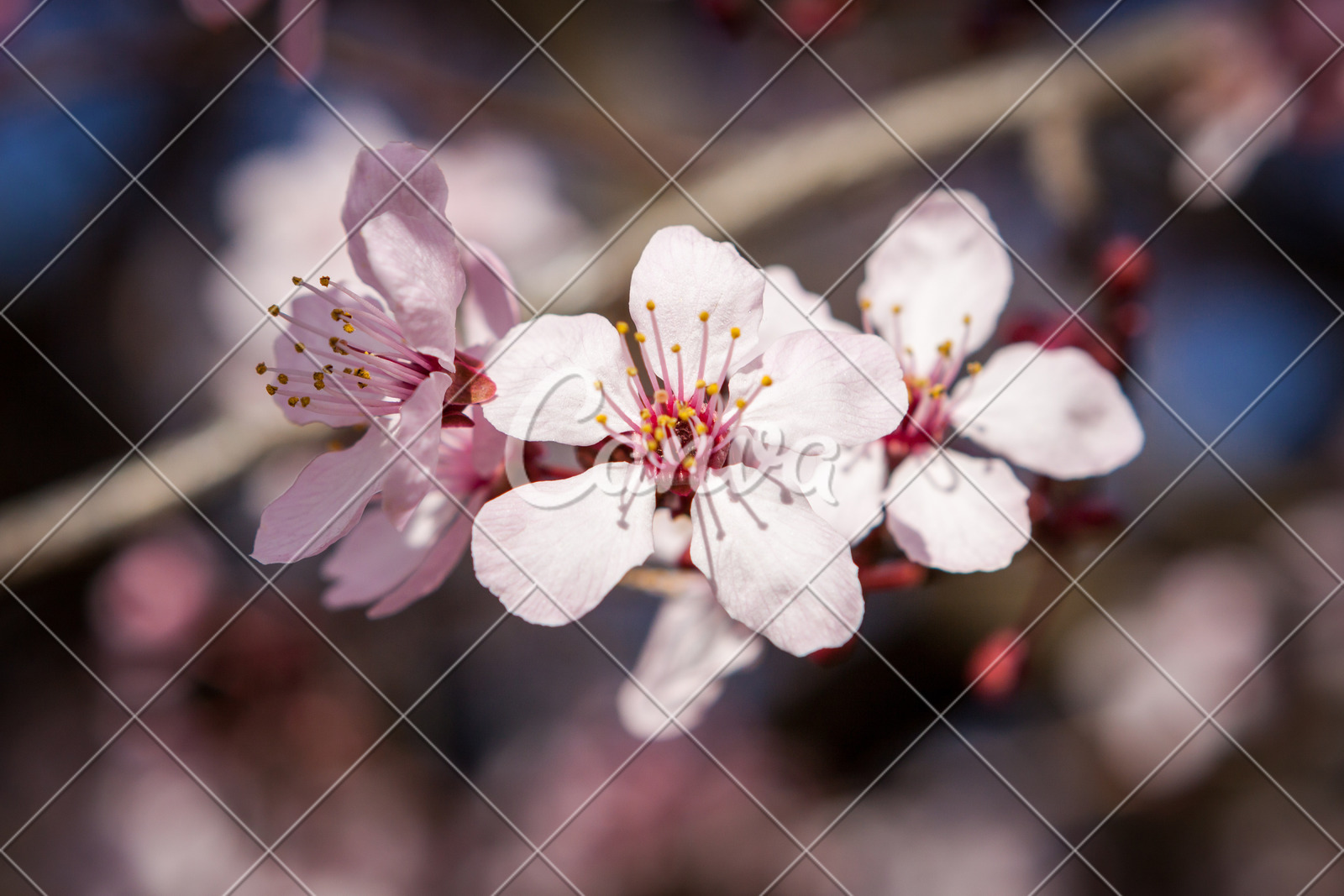 樱花植物蓝色樱桃粉色春天树清新特写雄蕊高清图片 canva可画