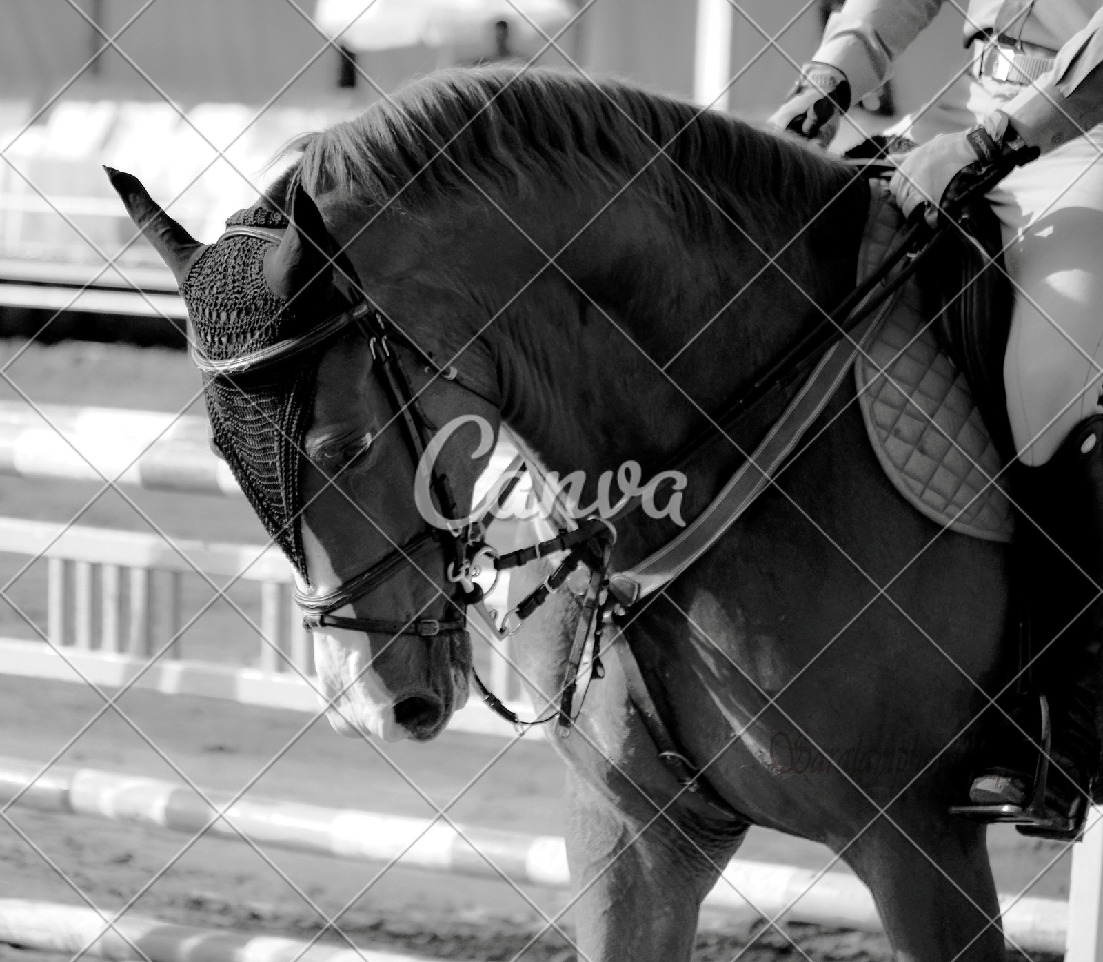 頭像動物肖像黑白圖片騎馬騎車家畜動物頭動物主題摩洛哥圖片