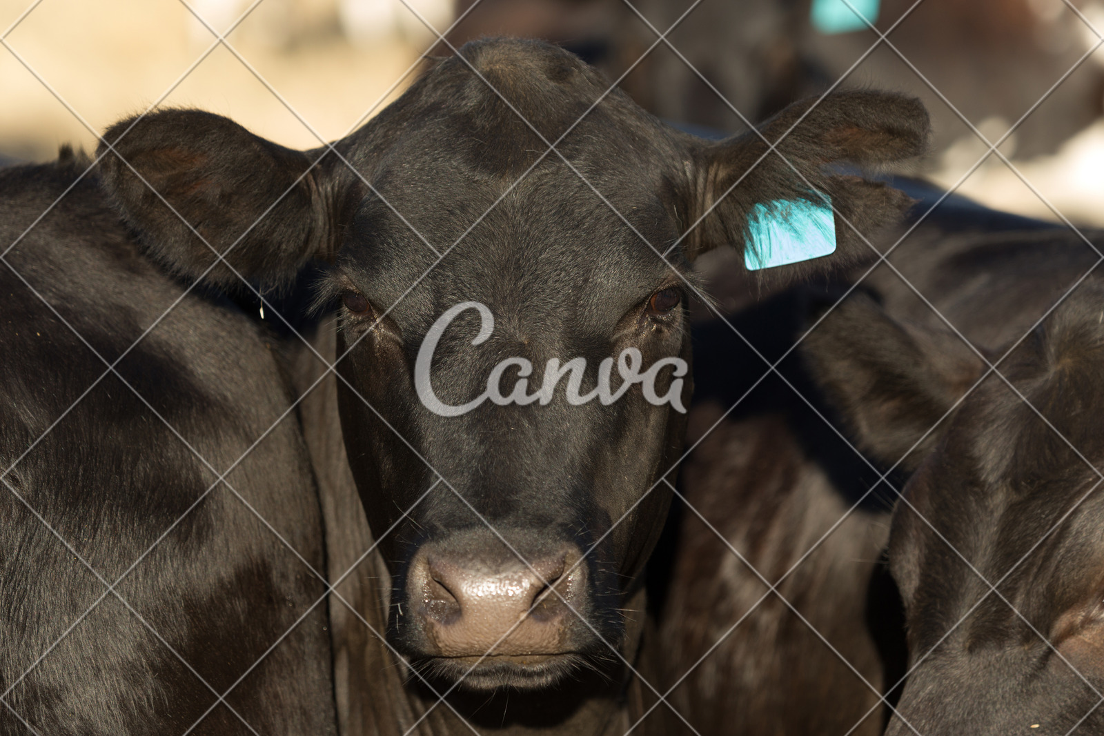 人体黑色蓝色牛肉牛特写彩色图片动物耳朵澳大利亚母牛