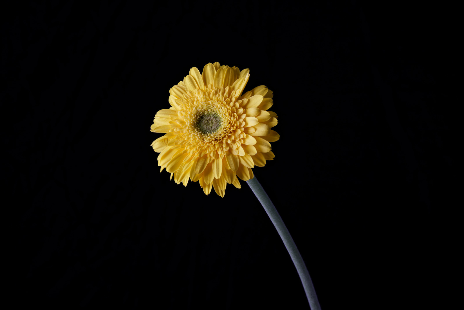 yellowflowerinblackbackground图片