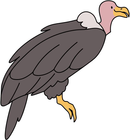基础动物手绘教育勾线插画元素秃鹫