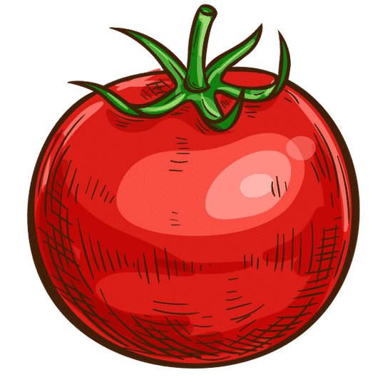 tomato sketch 