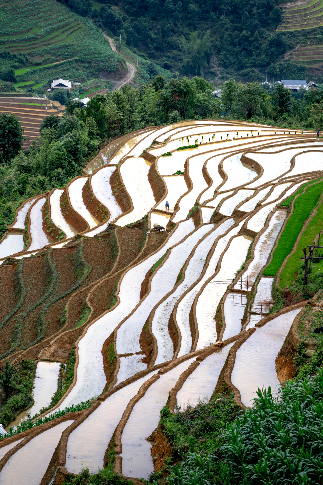 rice terraces图片