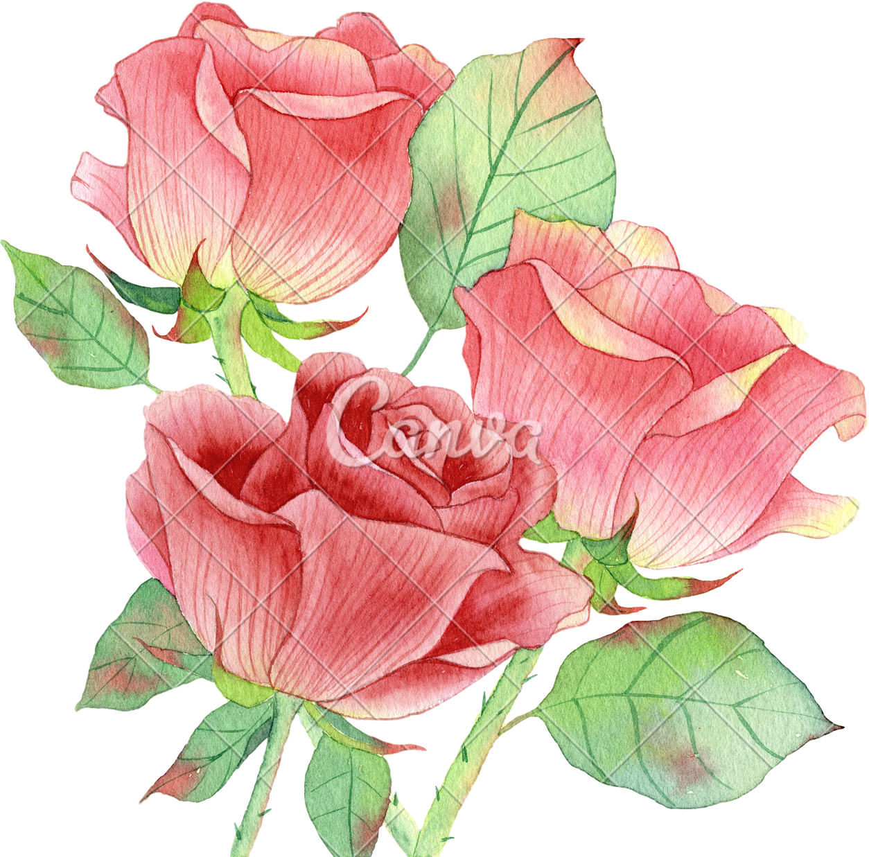 花瓣红色植物玫瑰鲜花插画叶子画绘画玫瑰花
