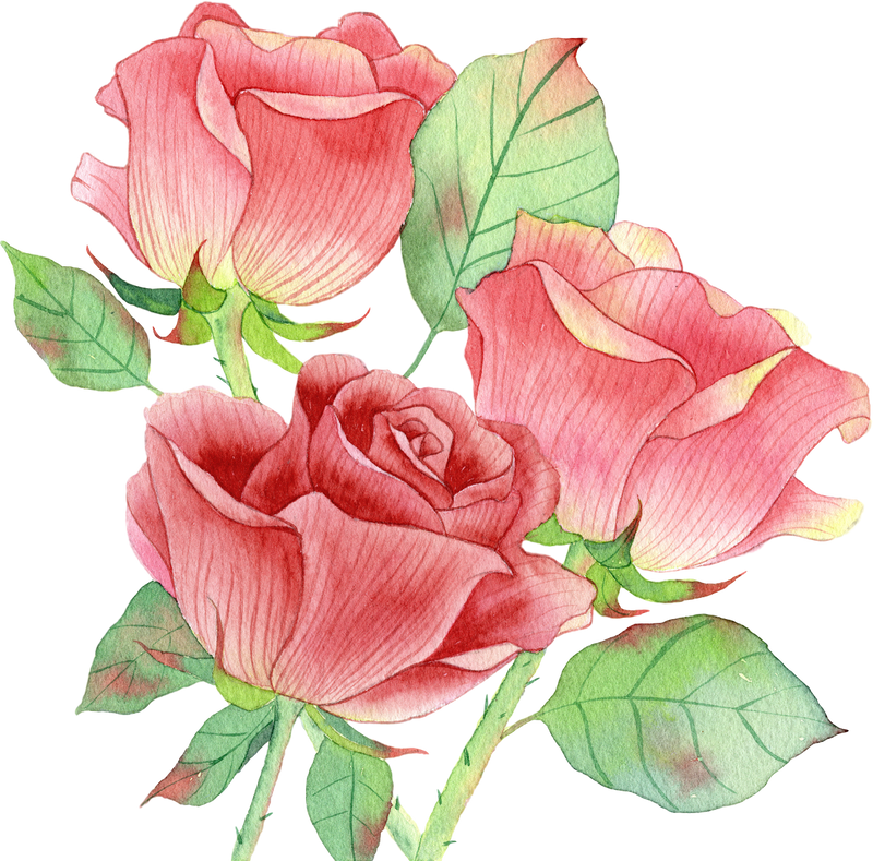 红色玫瑰插画水彩图片