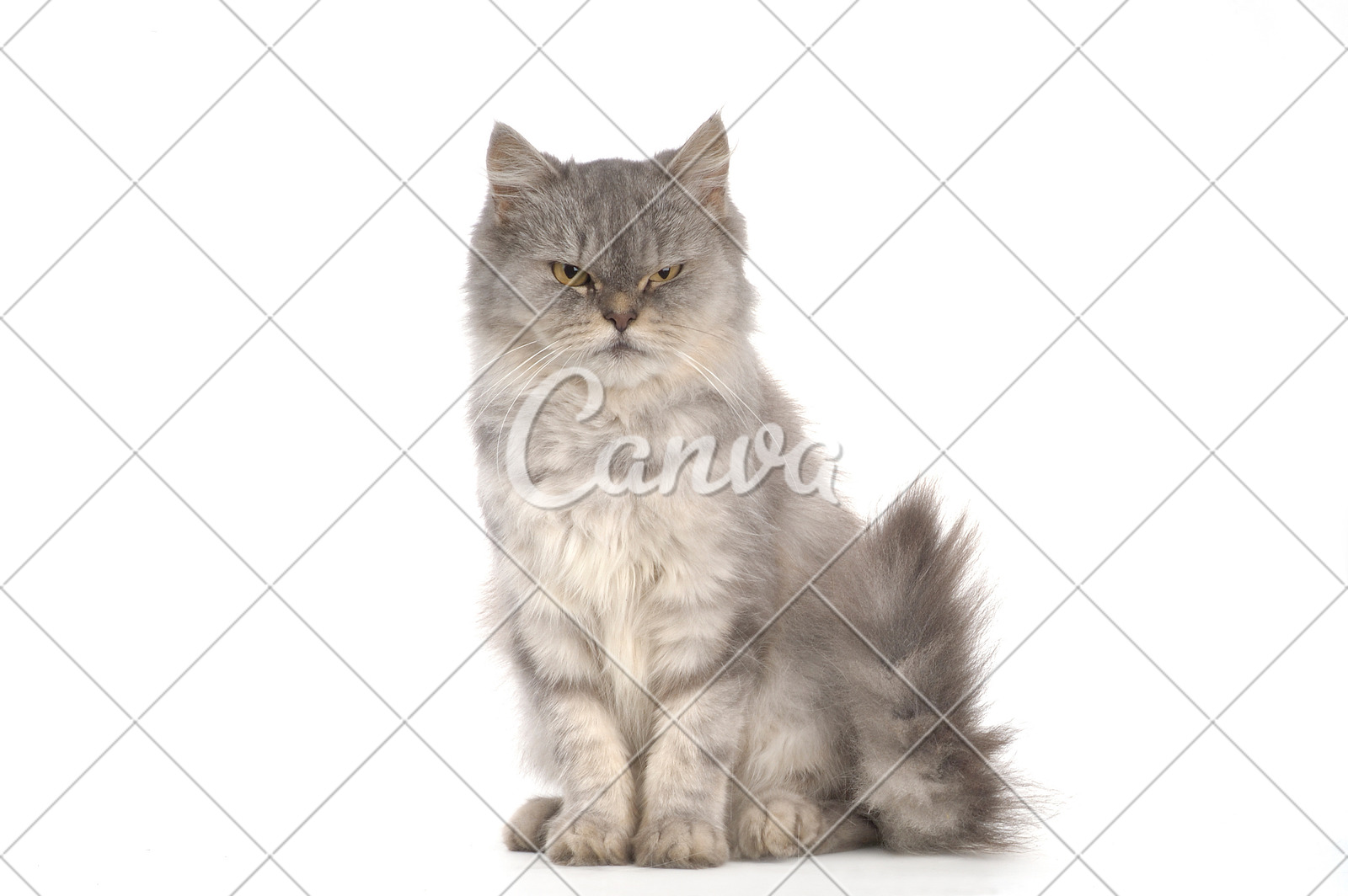 动物灰色抠图白色背景毛绒绒家畜波斯猫摄影猫科动物灰发