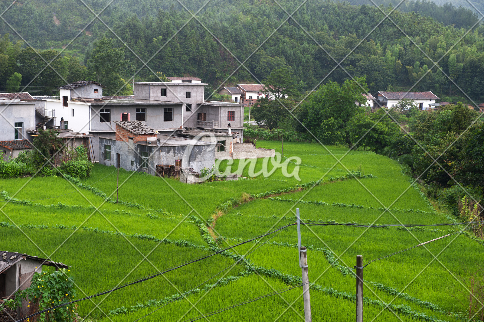 绿色植物户外早晨田园风光田地中国自然江西省摄影图片