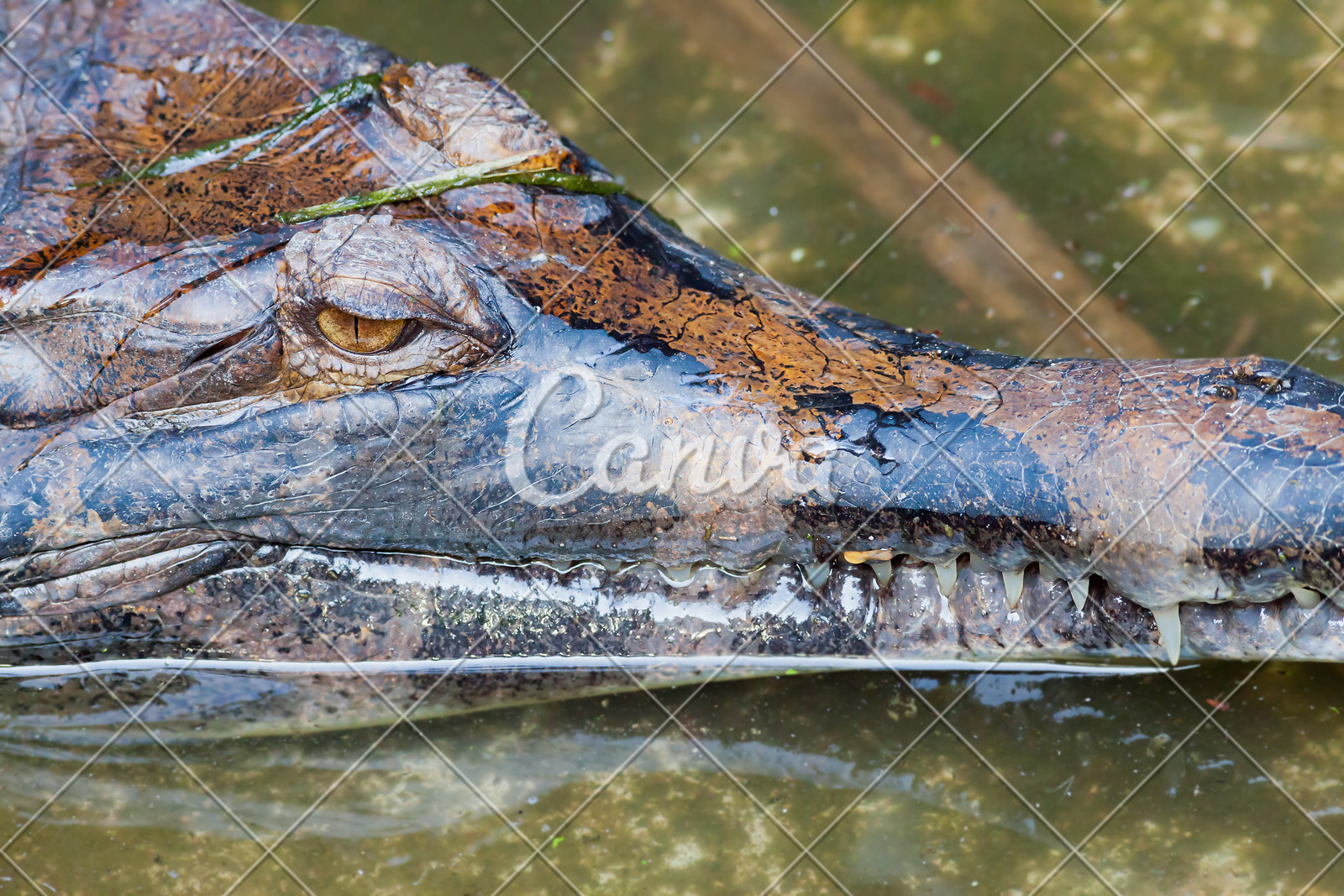 背景动物牛皮特写水面动物眼睛自然动物园鳄鱼摄影图片