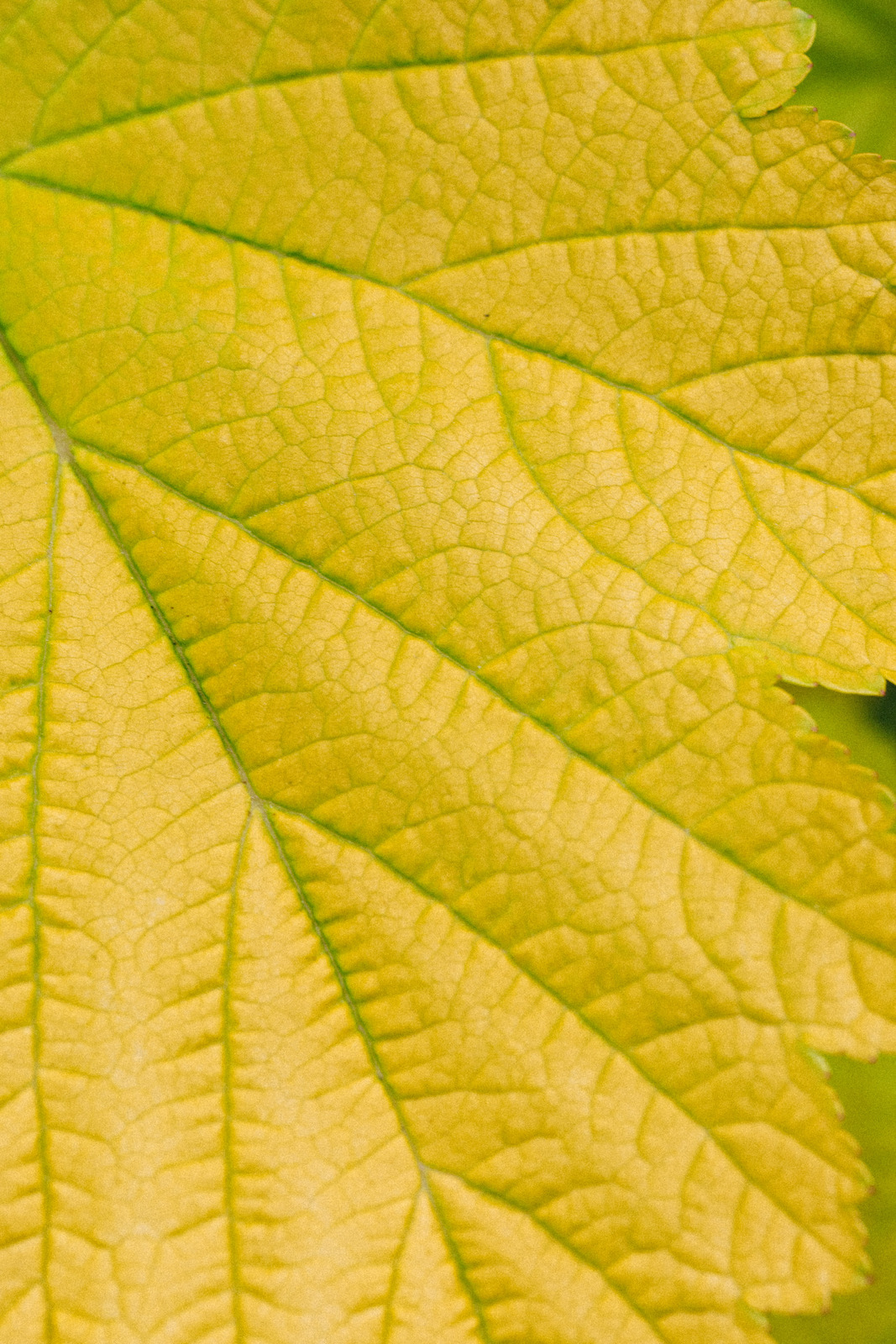 背景植物墙纸特写质地高清图片 Canva中国