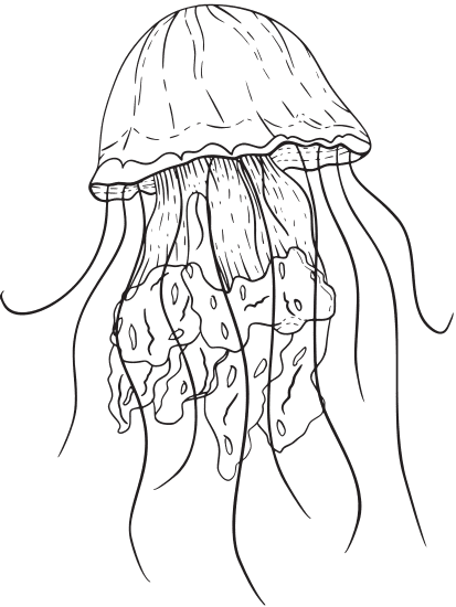 jellyfish sketch illustration