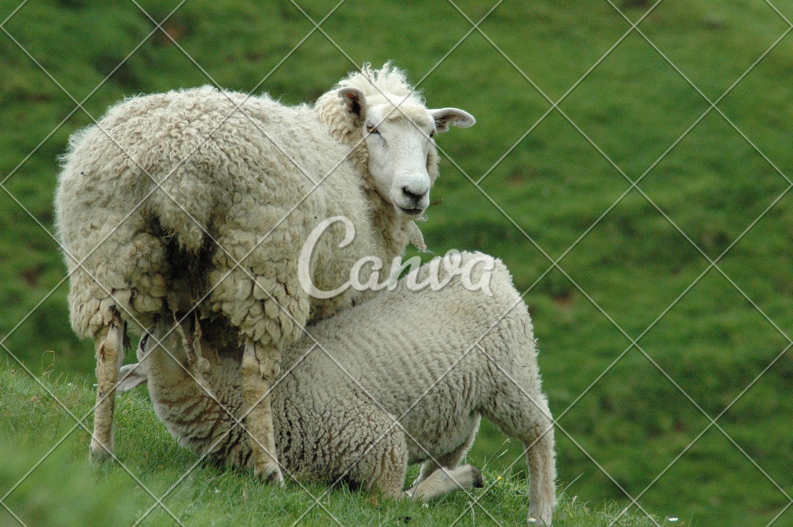 動物飲料綿羊彩色圖片母親母羊攝影農場大農場兒童高清圖片 - canva