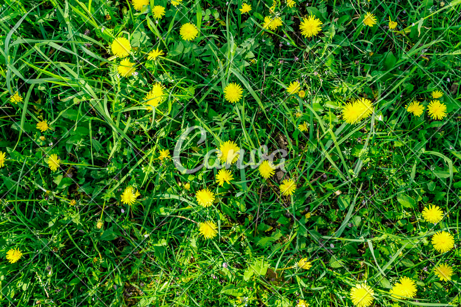 花瓣绿色黄色背景植物蒲公英花叶子春天草地图片