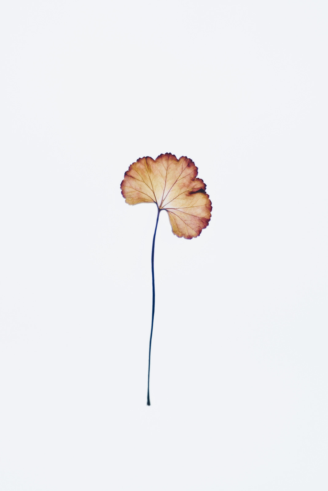 背景简单花白色背景干花精致的静脉易碎性植物群艺术高清图片 Canva可画