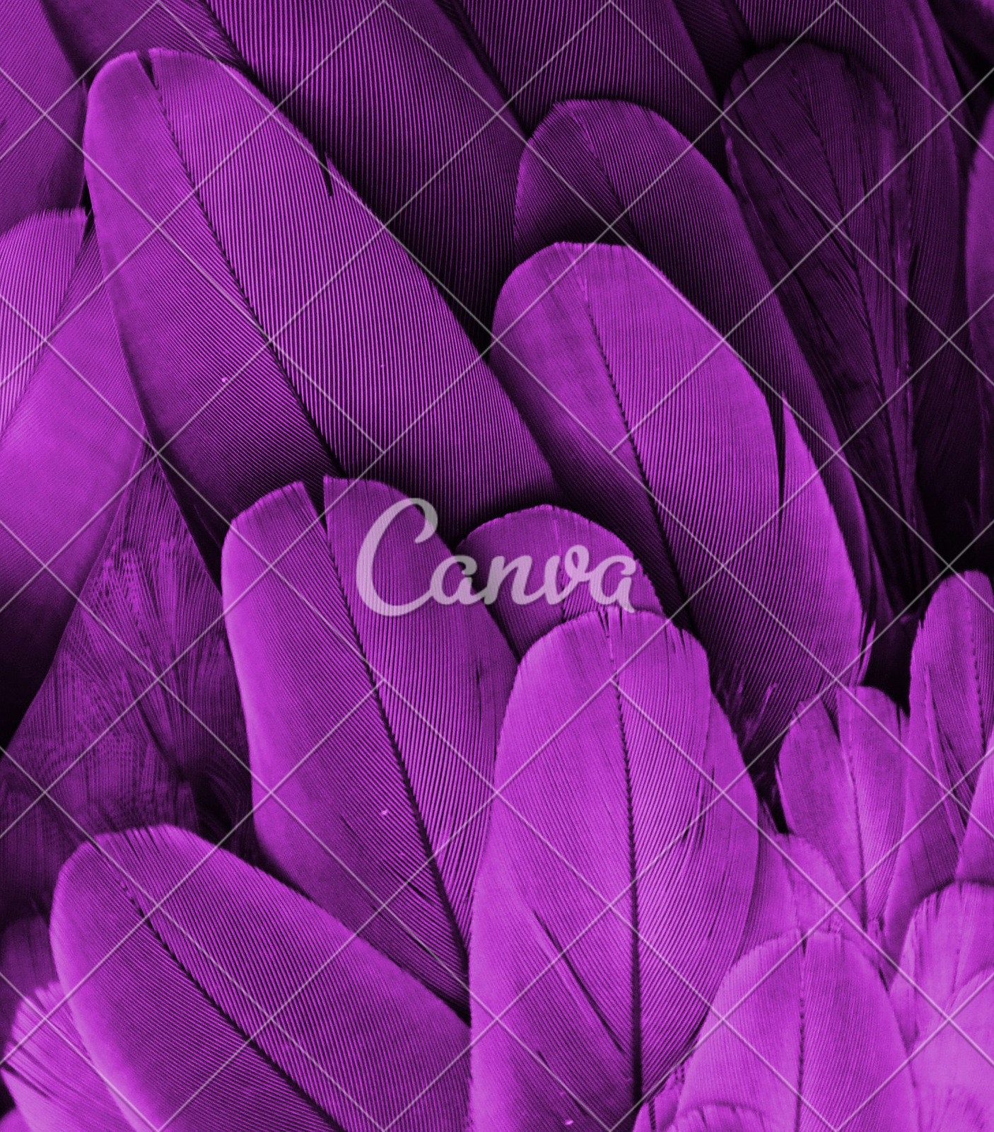 动物紫色纹理鸟类紫色背景彩色背景式样鹦鹉自然摄影