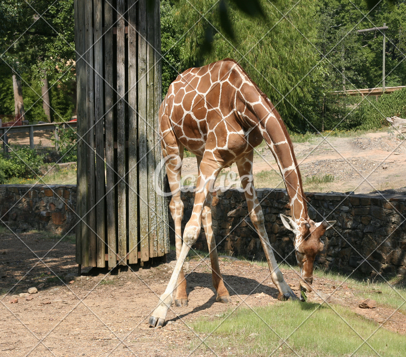 長頸鹿斑點彩色圖片伸手動物園攝影多色的長的圖片