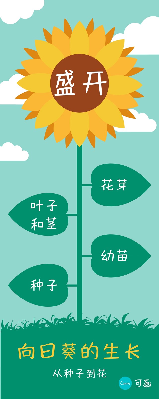 绿黄色向日葵的生长卡通介绍中文信息图表