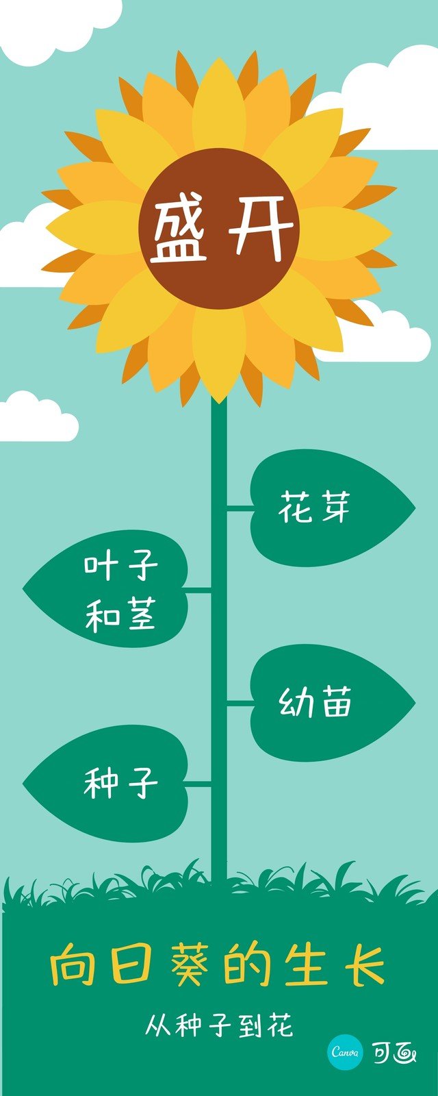 绿黄色向日葵的生长卡通介绍中文信息图表