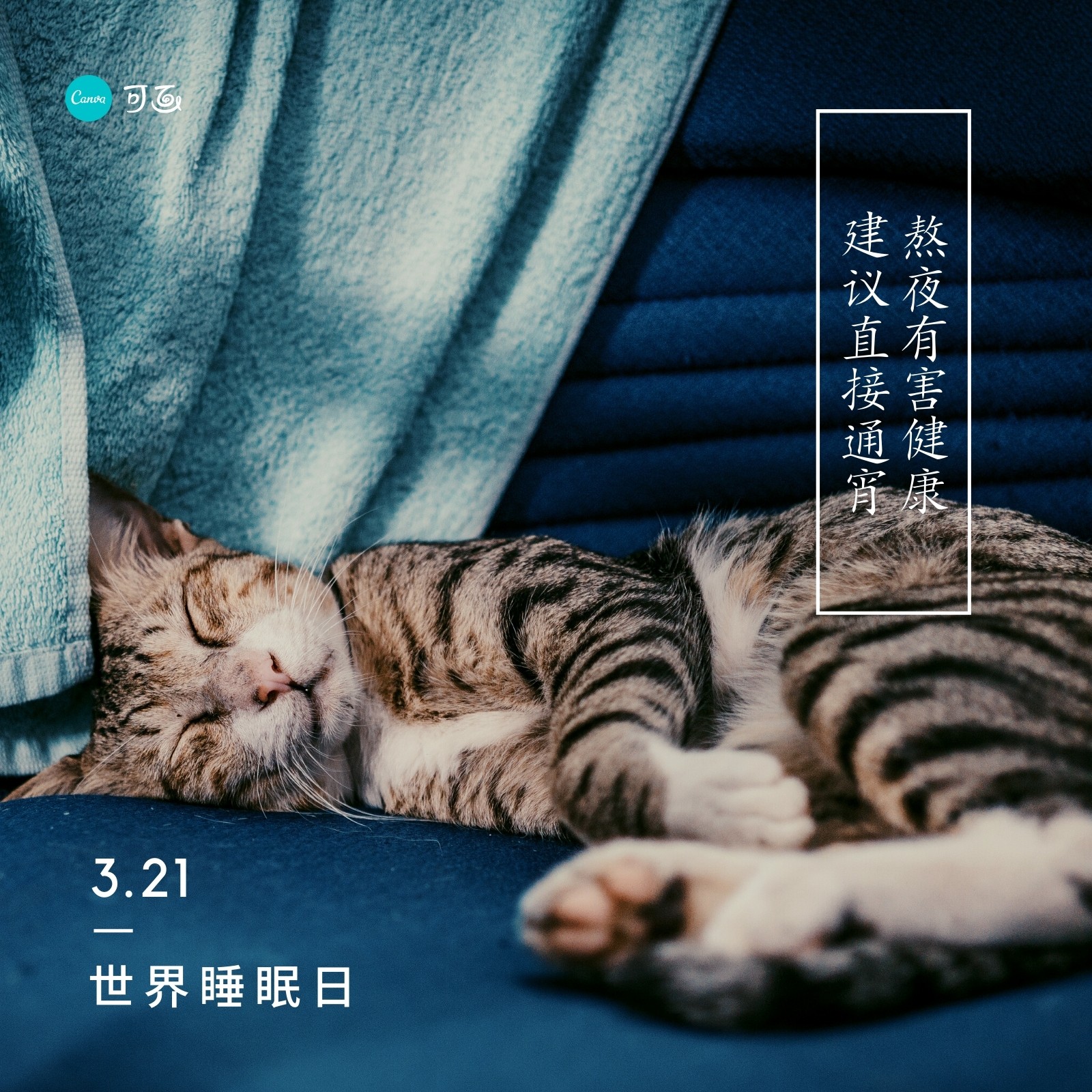 蓝色睡觉小猫照片世界睡眠日分享微信朋友圈 模板 Canva可画