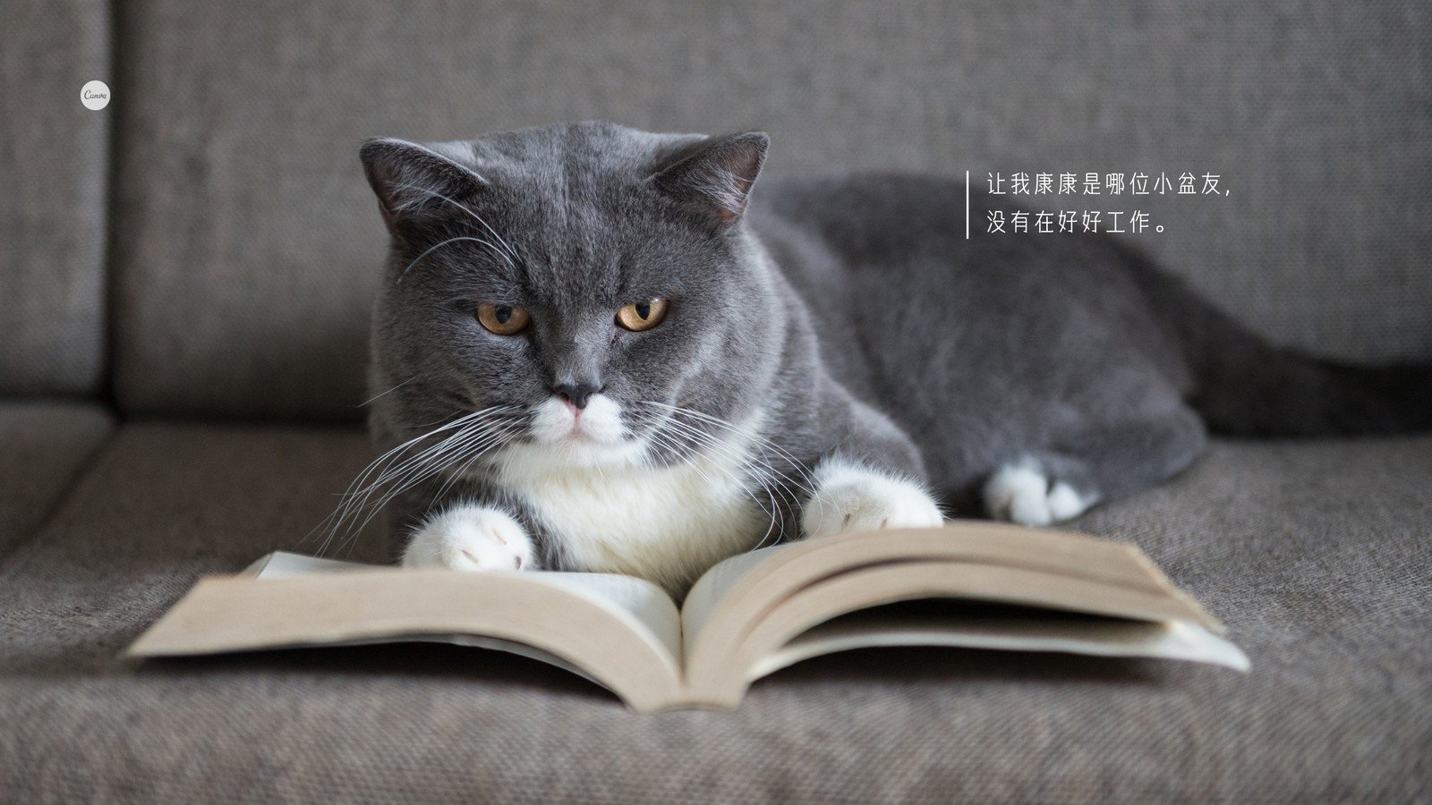 【1024x768】读书喵 可爱读书猫电脑桌面壁纸 - 彼岸桌面