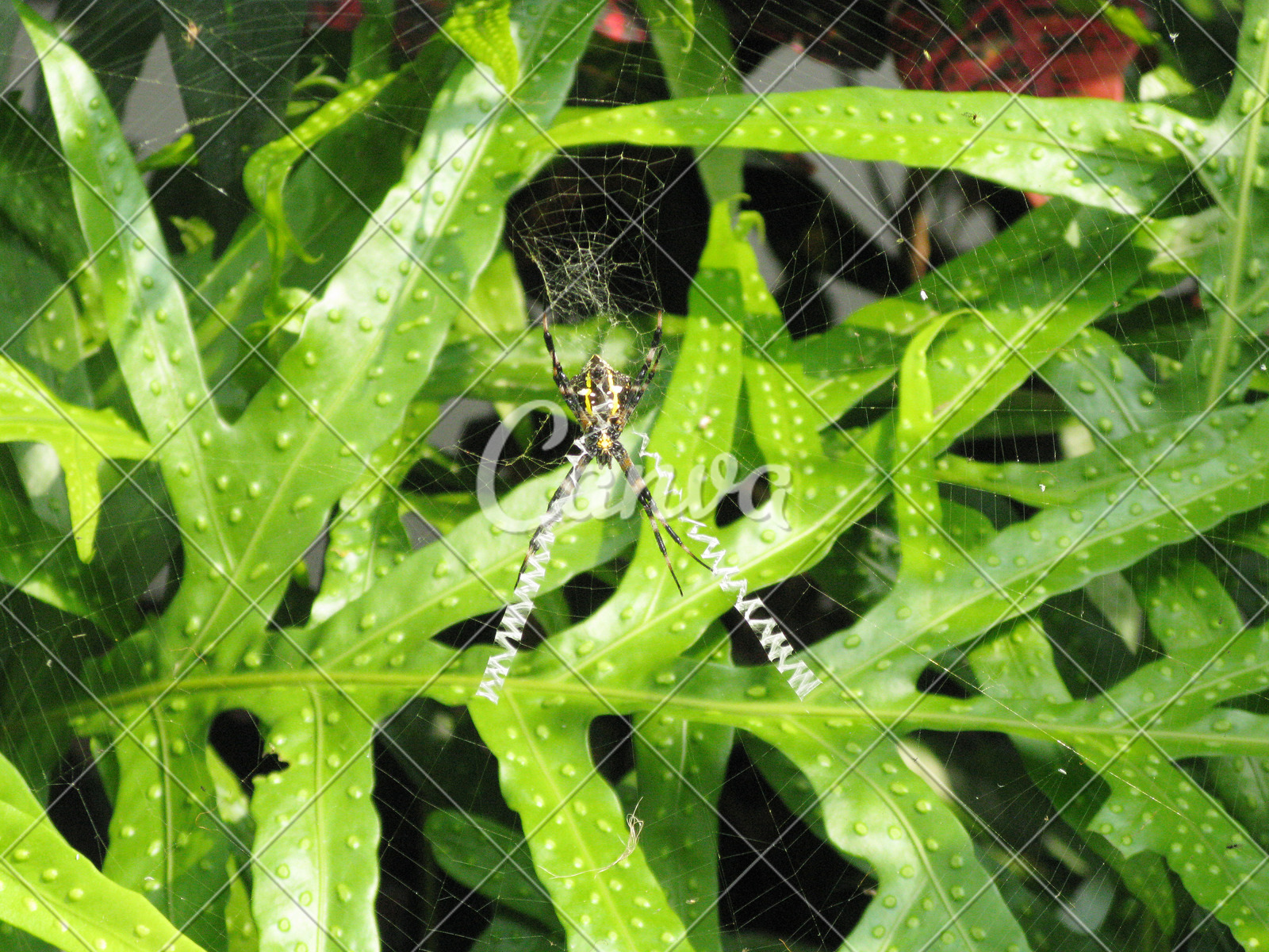 黄色森林户外昆虫热带雨林夏威夷蜘蛛自然摄影