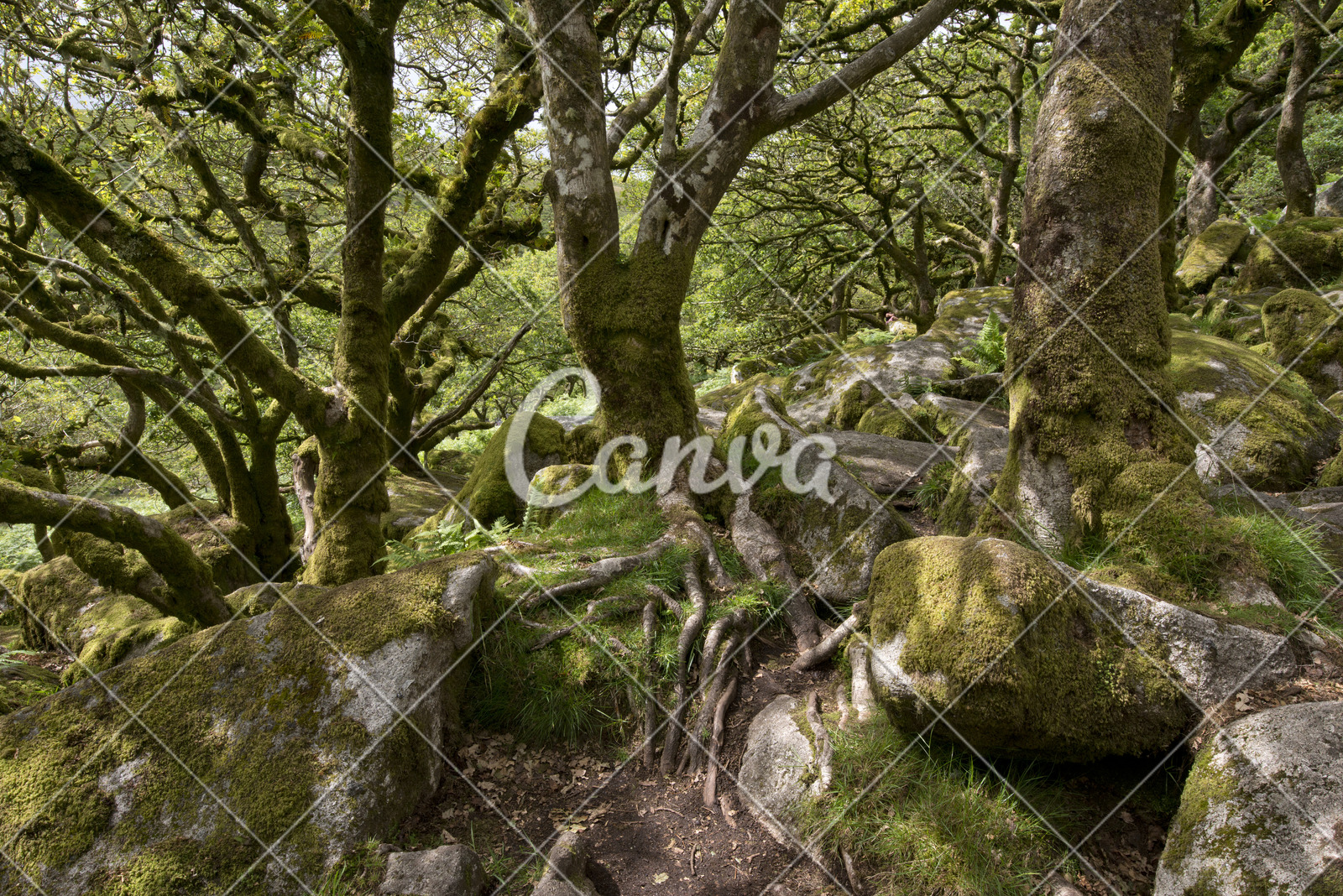 森林户外树林苔藓橡木林区粗糙的英国地衣橡树