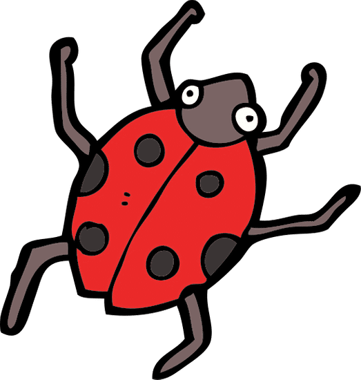 ladybug insect ladybug insect