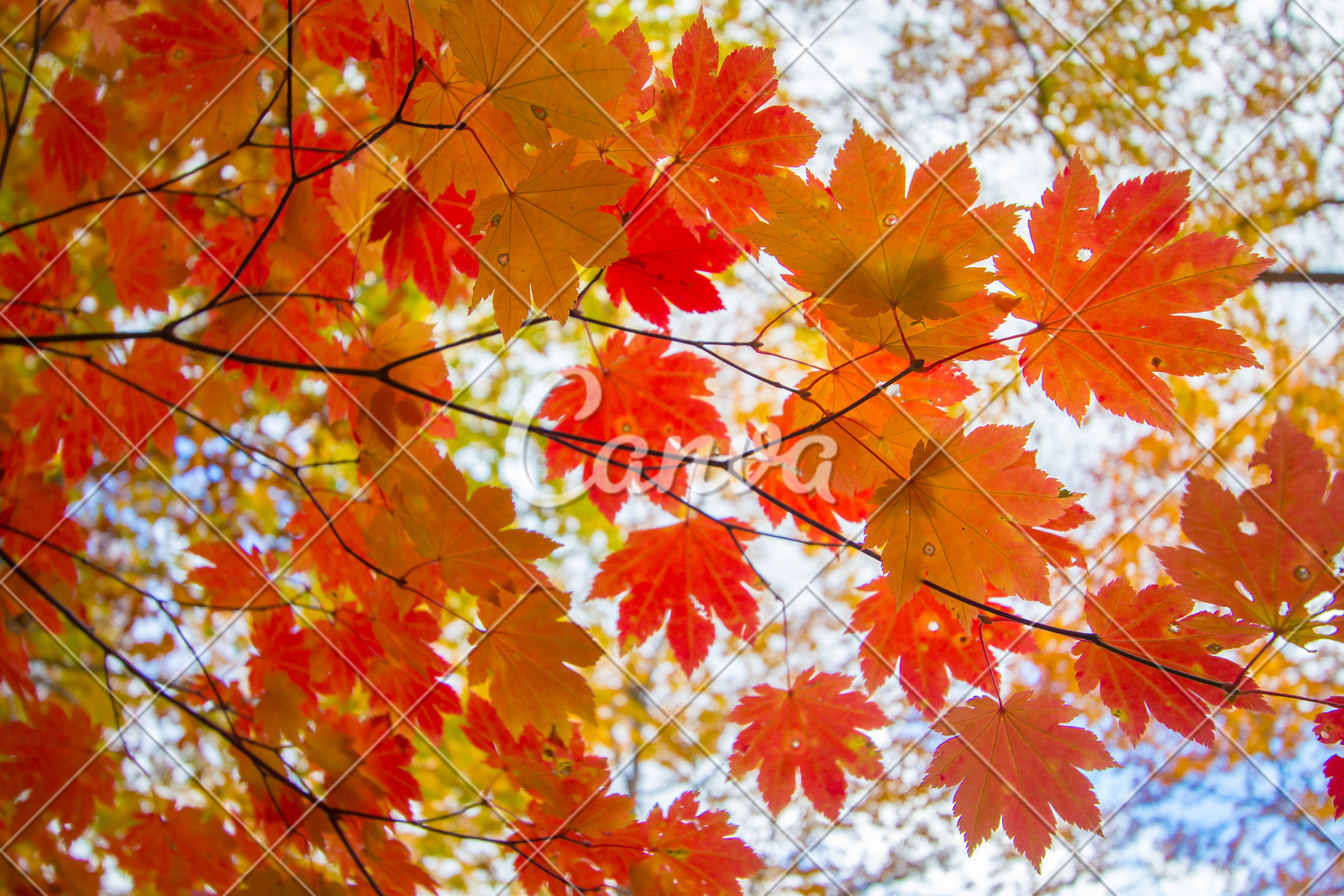 日本红色黄色背景叶子秋天枫叶树枫树抽象图片 canva可画
