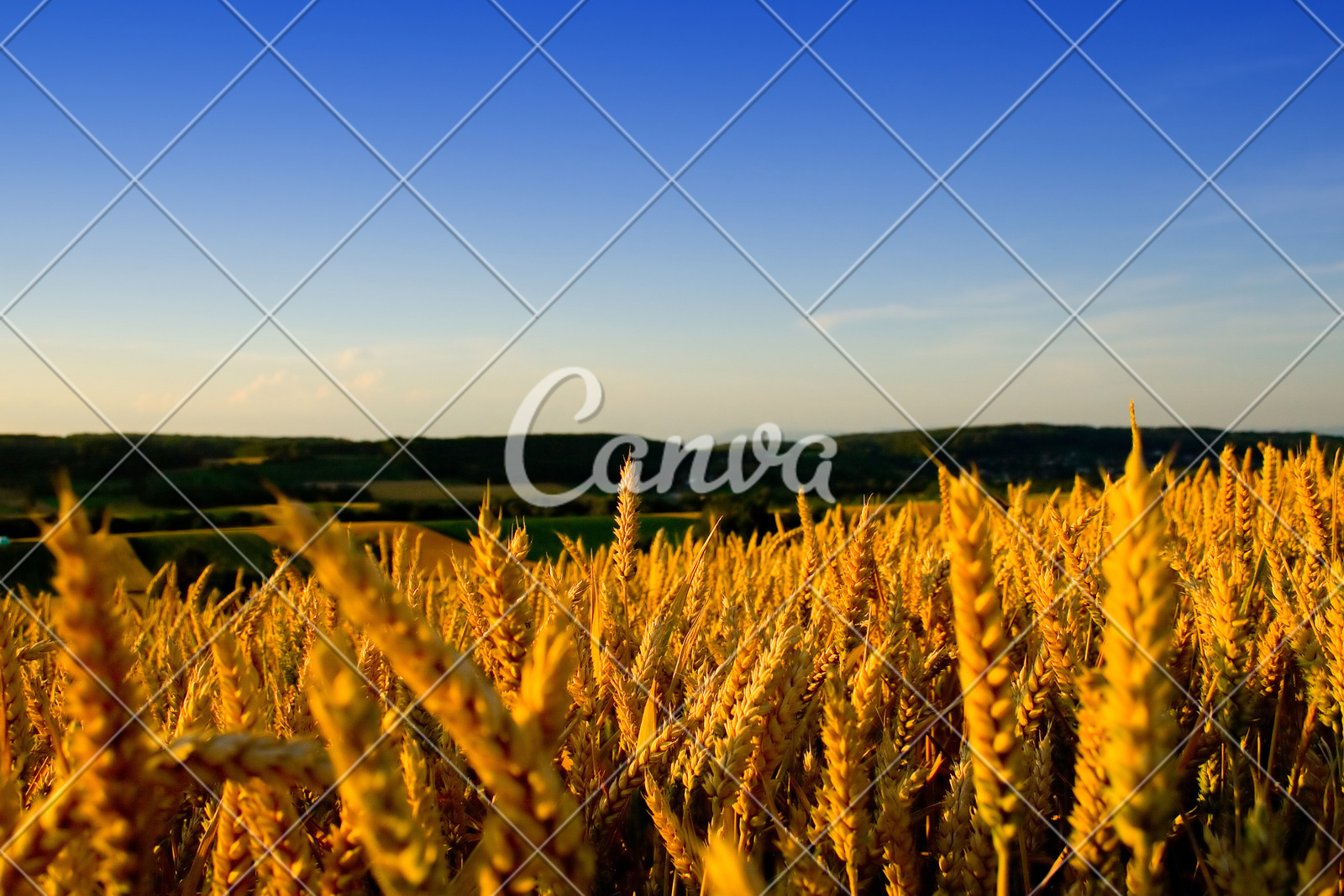 黄色背景天空植物蓝色金色多云小麦景观设计农作物