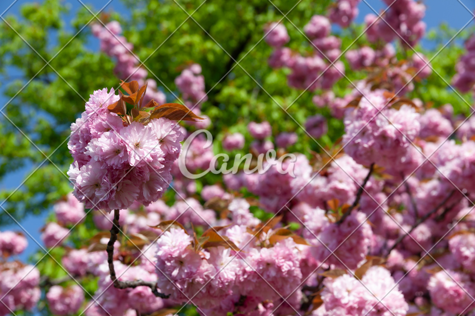 日本花瓣樱花背景植物樱桃粉色花春天树