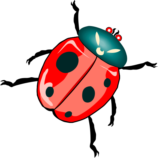 ladybuginsectvector