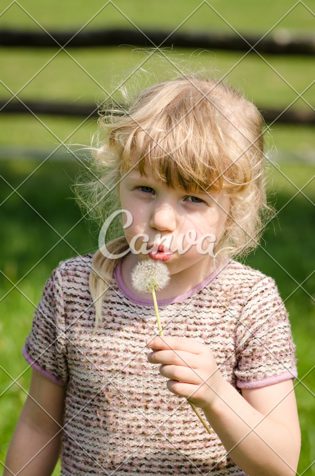 户外蒲公英花草地金色头发摄影图像儿童小的野生植物图片