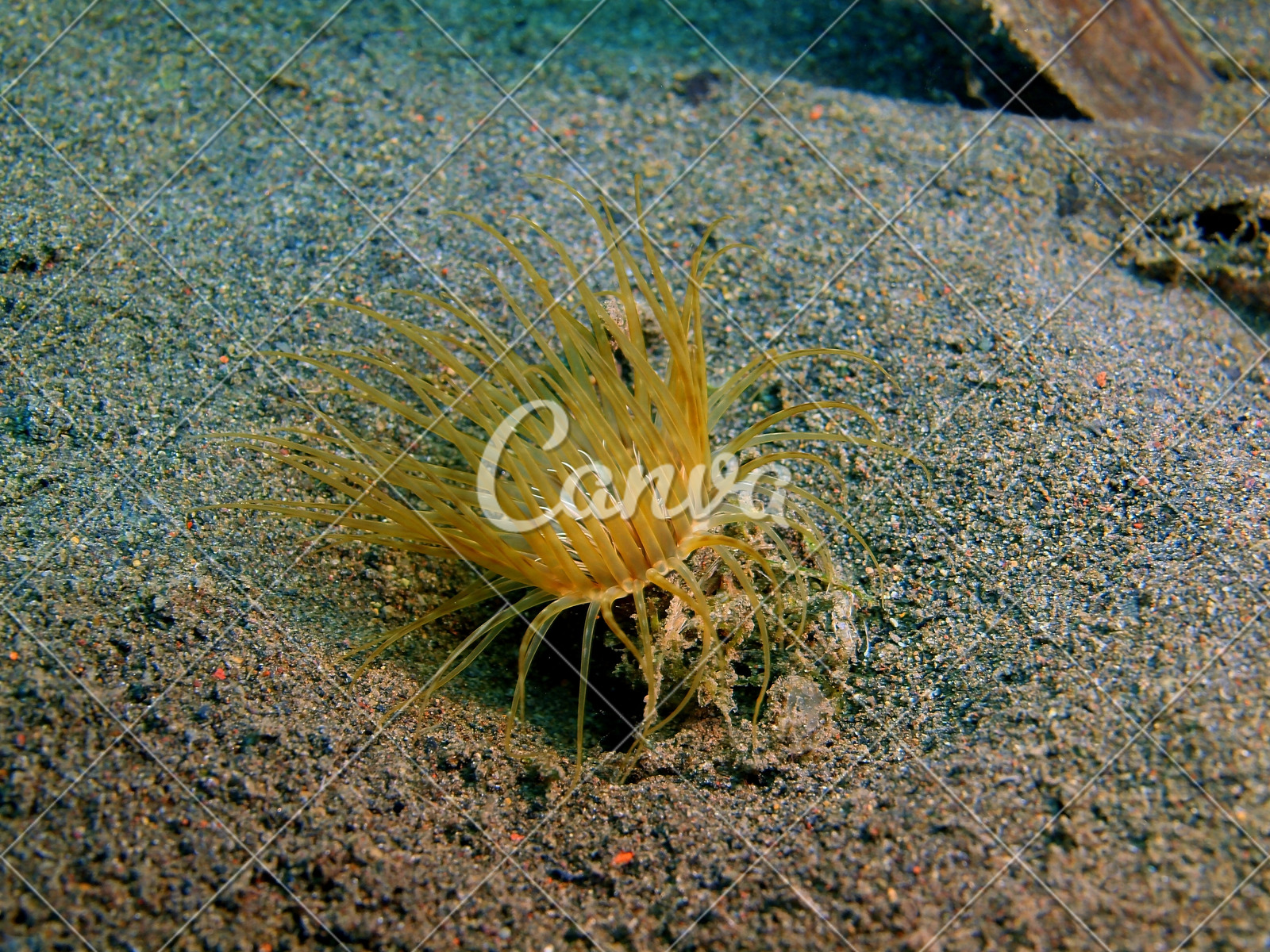 动物珊瑚礁石自然水下潜水热带气候摄影海葵海洋图片