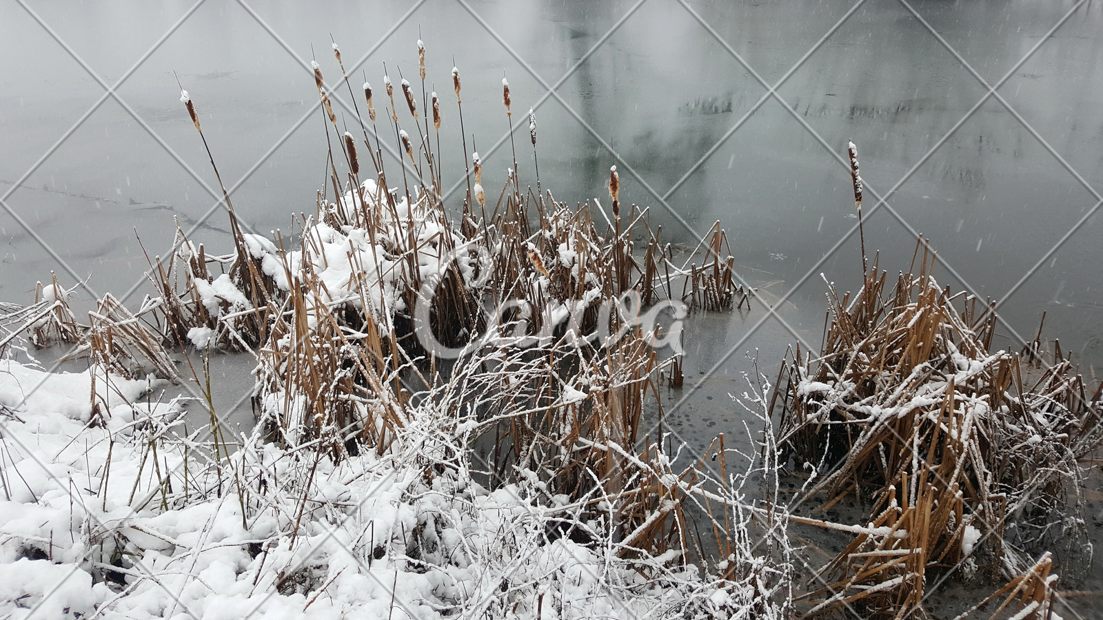 冬天植物户外下雪雪褐色清新河流香蒲摄影