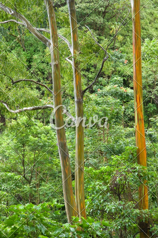 照片森林植物户外风景颜色山水画树大自然景色高清图片 Canva可画