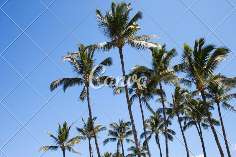 照片户外风景颜色树大自然棕榈树椰子树树木相片