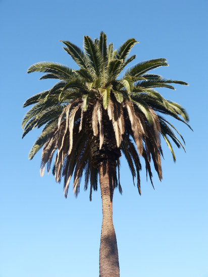 栲恩特棕榈树图片
