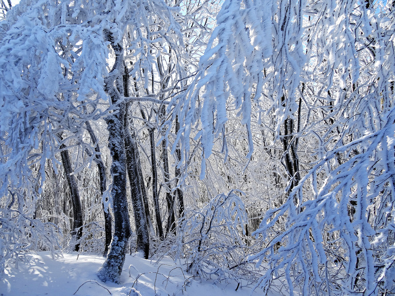 绿色森林天空冬季白色色彩雪晴天草地假期