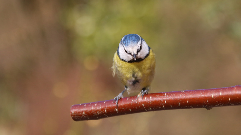 黄色可爱蓝色户外颜色鸟阳光明媚蓝雀英国野生动物图片