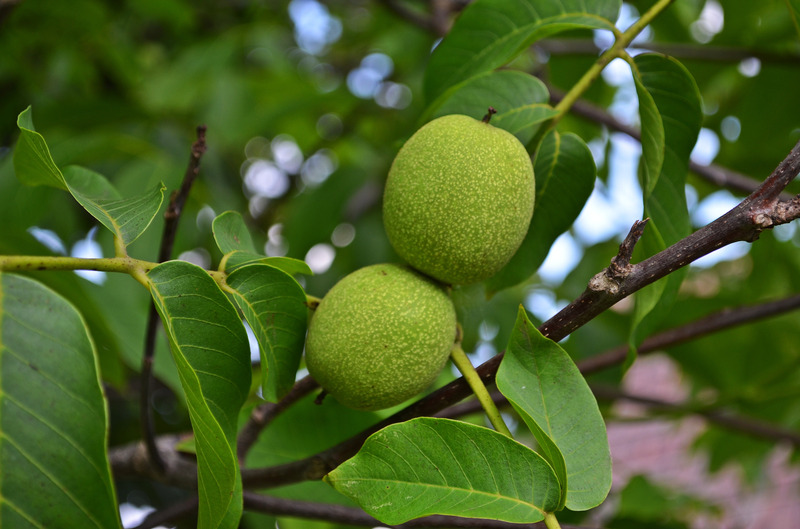 绿色水果植物叶子核桃树特写植被种子健康