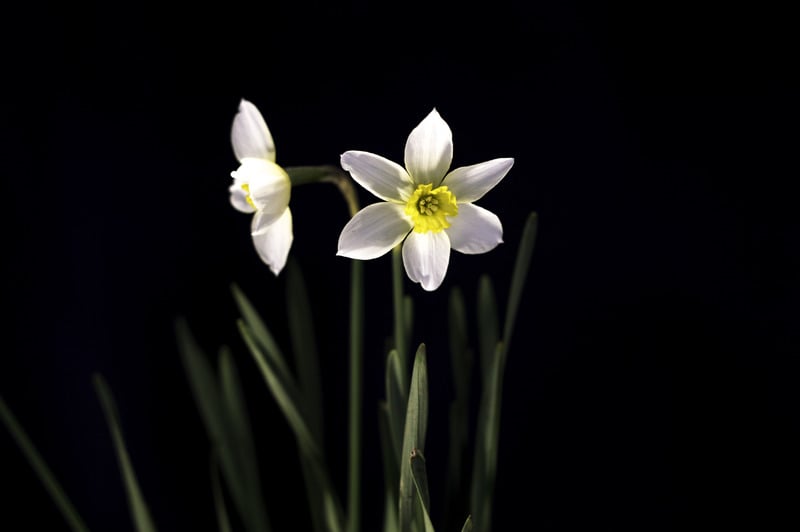 水仙花精美大图(水仙花的图片近距离观察)