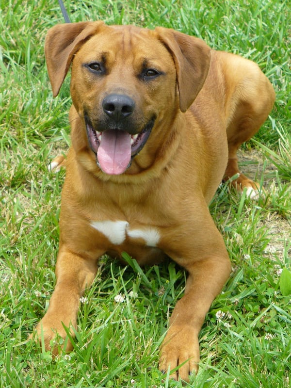 動物可愛棕色肖像獵犬可愛的動物可愛的可愛的狗寵物圖片