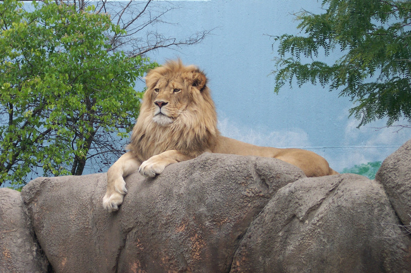 狮子动物园里的动物动物园
