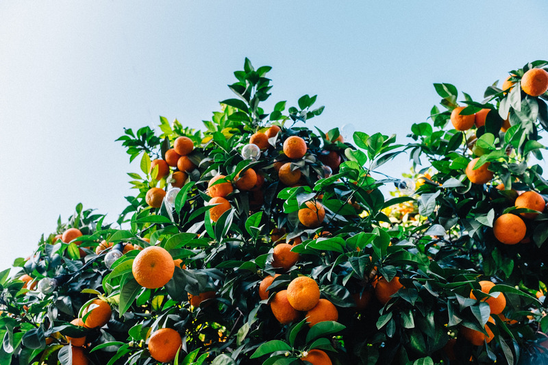 天空水果橙子和谐树垂直晴朗的天空乡村风光太阳水平